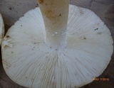 Amanita canescens image