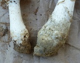 Amanita canescens image