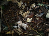 Ramaria stricta image