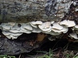 Bjerkandera adusta image