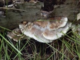 Bjerkandera adusta image