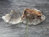 Bjerkandera adusta image