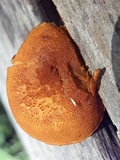 Phaeomarasmius proximans image