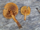 Phaeomarasmius proximans image