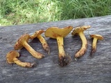 Suillus americanus image