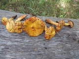 Suillus americanus image