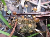 Psilocybe alutacea image