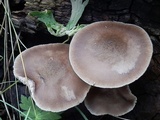 Pluteus americanus image