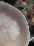 Pluteus americanus image