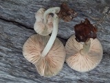 Pluteus americanus image