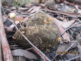 Psilocybe alutacea image