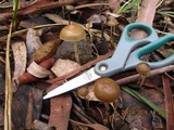 Psilocybe alutacea image