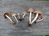 Homophron spadiceum image
