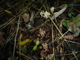 Ramaria stricta image