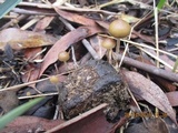 Psilocybe alutacea image