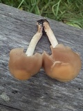 Homophron spadiceum image