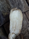 Coprinopsis romagnesiana image