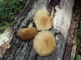 Stropharia kauffmanii image