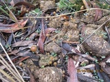 Psilocybe alutacea image