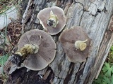 Stropharia kauffmanii image