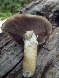 Stropharia kauffmanii image