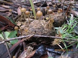 Psilocybe alutacea image