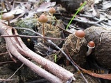 Psilocybe alutacea image