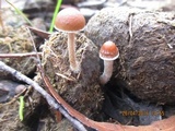 Psilocybe alutacea image
