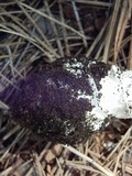 Amanita tlaxcalipanthera image