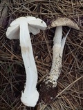 Amanita tlaxcalipanthera image