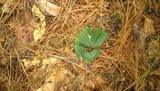 Xylaria tentaculata image