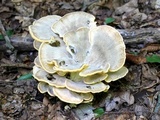 Meripilus sumstinei image