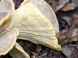Meripilus sumstinei image