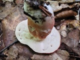Xanthoconium purpureum image