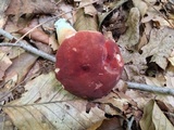 Xanthoconium purpureum image