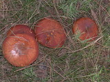 Suillus luteus image