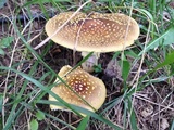 Amanita flavorubens image