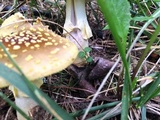 Amanita flavorubens image