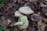 Caloboletus inedulis image