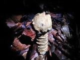 Hypomyces hyalinus image