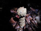 Hypomyces hyalinus image
