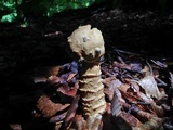 Hypomyces hyalinus image