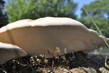 Ganoderma curtisii image