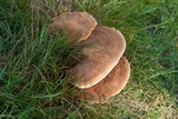 Ganoderma curtisii image