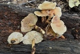 Rhodocollybia maculata image