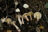 Suillus placidus image