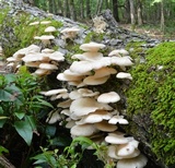 Pleurotus pulmonarius image