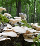 Pleurotus pulmonarius image