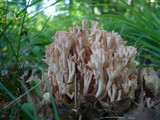 Ramaria subbotrytis image