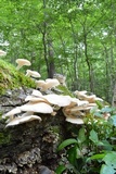 Pleurotus pulmonarius image